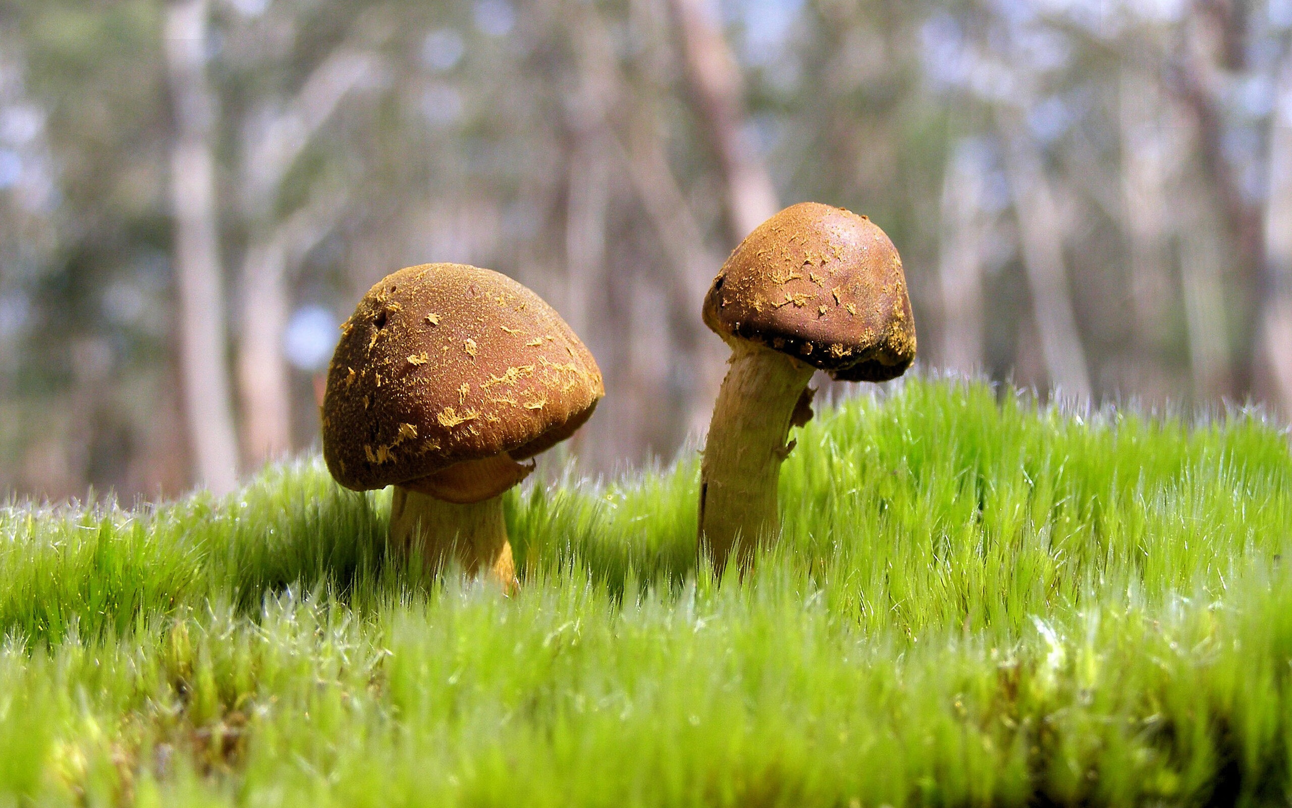 智能化评比系统助力青少年篮球技能提升，赛事更公平公开，智能比赛方案