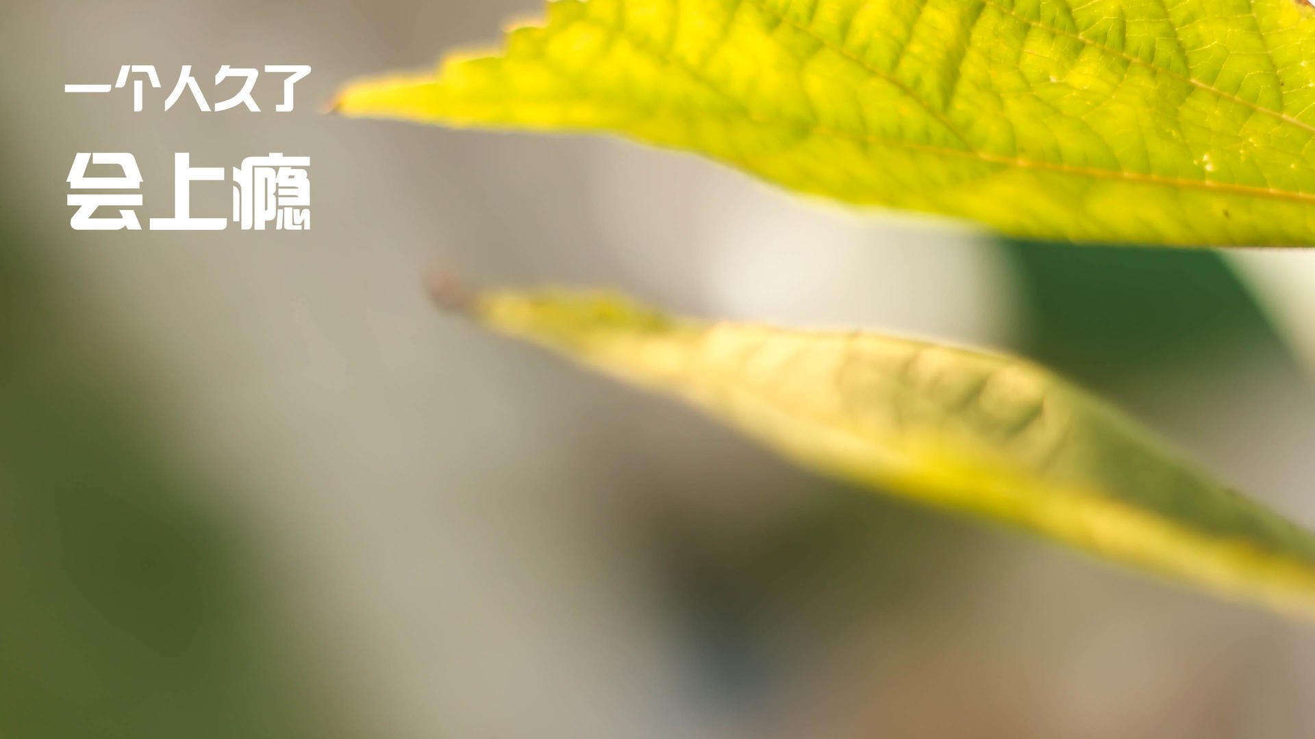 爱游戏官网下载-未来之星盘点：从青训到一线的精彩转变，未来之星下一句是什么合适