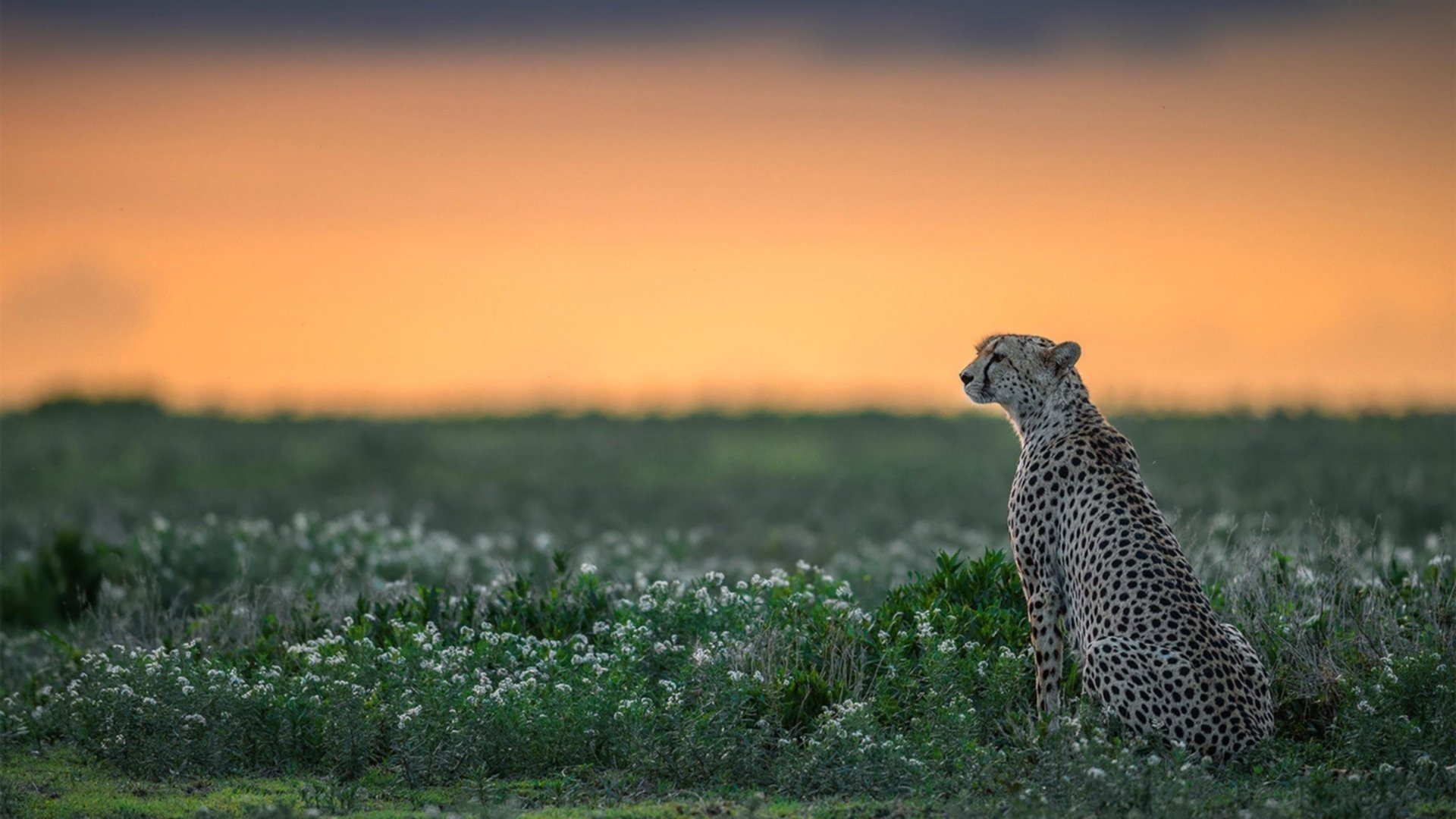 绿色行动：打造可持续环保、低碳绿色篮球世界，绿色低碳发展 行动方案