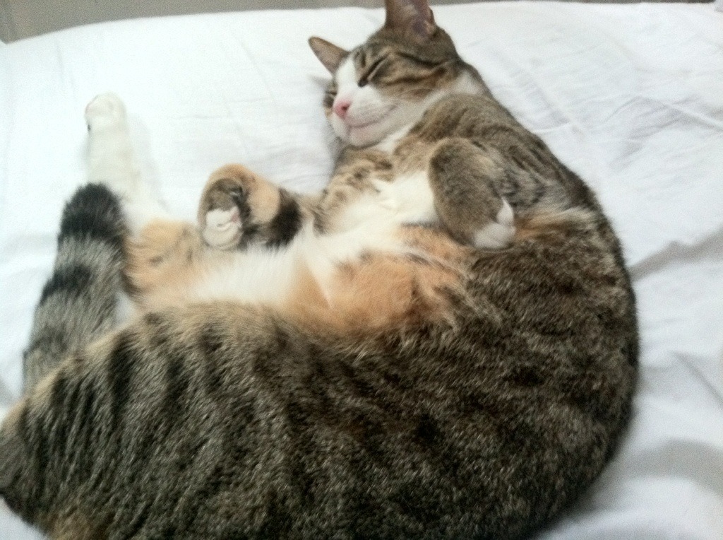 英雄联盟 赛季中期数据分析公布，英雄联盟 赛季中期数据分析公布了吗