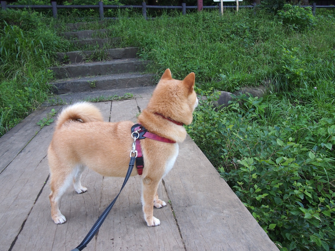 爱游戏体育app下载-CBA总决赛G3辽宁大胜浙江，总比分2_1领先，cba总决赛辽宁视频