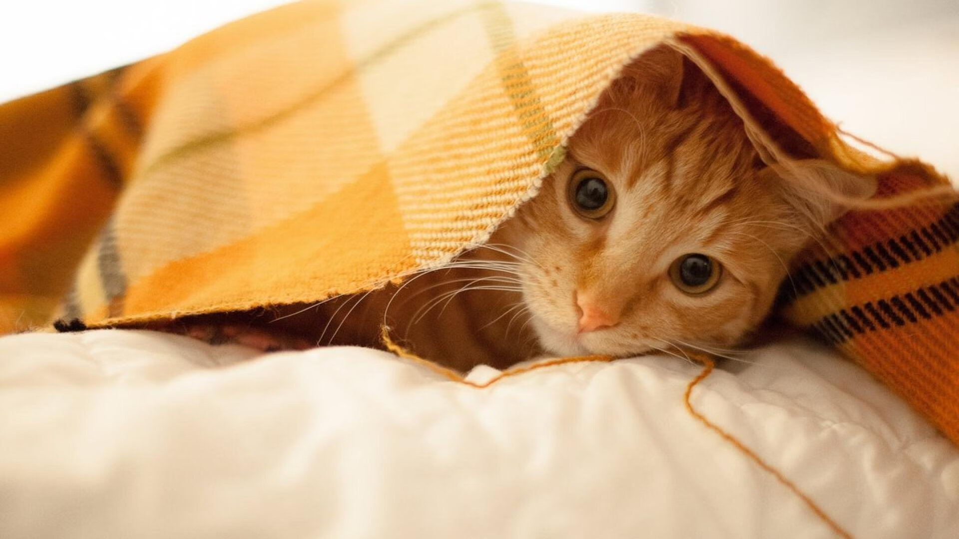 爱游戏体育-NBA总决赛G1掘金先拔头筹，穆雷与约基奇合砍60分，nba总决赛预测g6