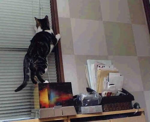 威尔士国家队计划调整阵型备战国际比赛，威尔士国家队最好成绩