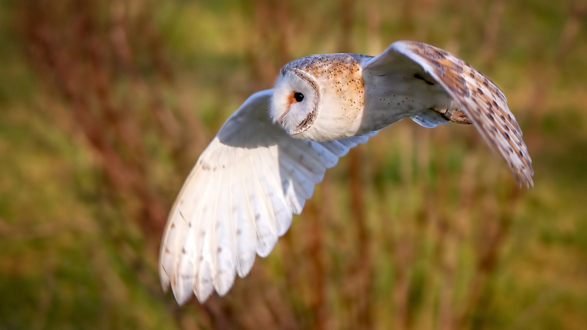 巴西女足在奥运会决赛中以0-1惜败美国，获得银牌，巴西女足 奥运会