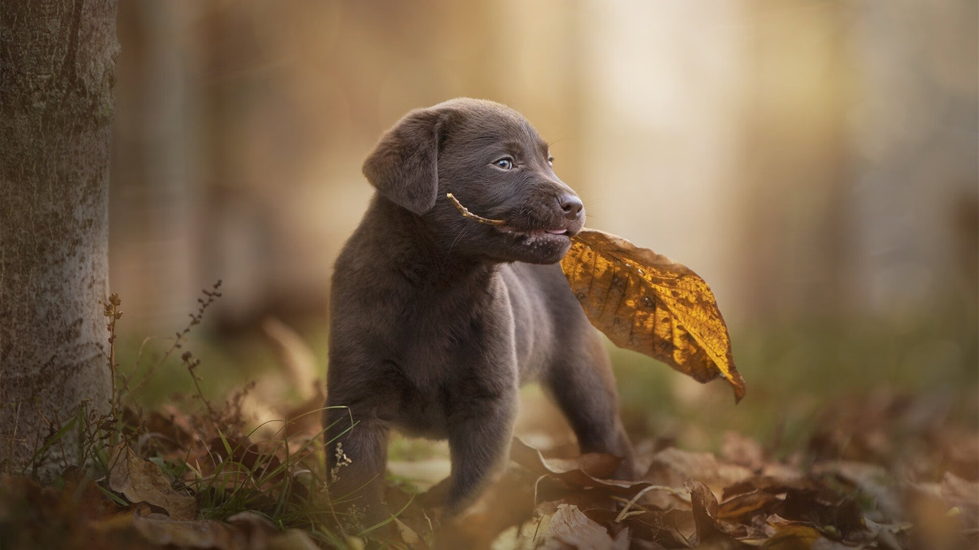 广州龙狮主场战绩持续上升，广州龙狮第三阶段赛程表