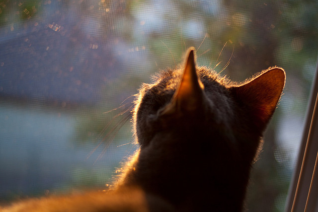 中超各队关键球员缺阵影响评估，中超 队伍