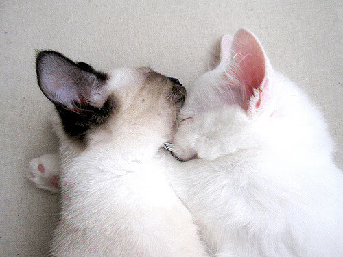 全国山地自行车联赛云南站落下帷幕，全国山地自行车联赛云南站落下帷幕了吗