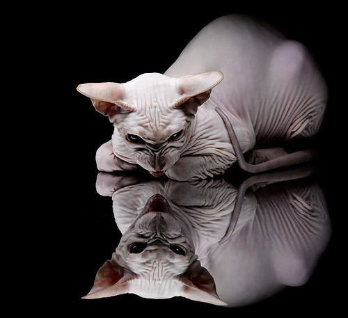 全国女子自由式摔跤赛辽宁姑娘夺金，女子自由式摔跤世界冠军