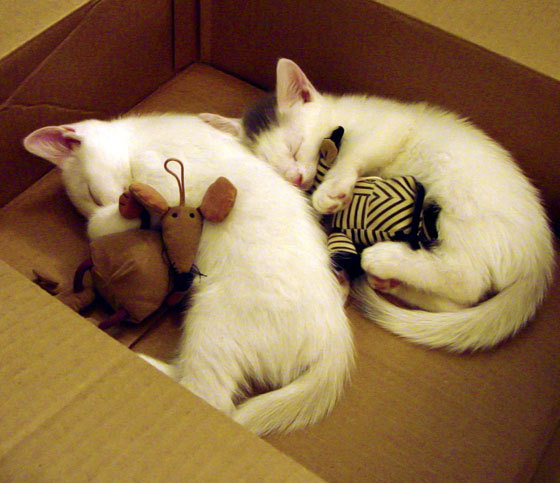 亚冠联赛中国女足逆袭 球迷现场热烈支持，中国女足亚运会